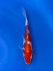 15CM Japanese Imported - Doitsu Showa - Shinoda - QT7 - 21