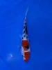 20CM Japanese Imported - Doitsu Sanke - Shinoda - QT7 - 20