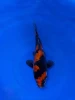 16CM Japanese Imported - Doitsu Sanke - Shinoda - QT7 - 18