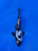 16CM Japanese Imported - Doitsu Sanke - Shinoda - QT7 - 16