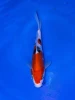 16CM Japanese Imported - Doitsu Sanke - Shinoda - QT7 - 14