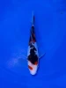 15CM Japanese Imported - Doitsu Sanke - Shinoda - QT7 - 13