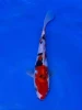 16CM Japanese Imported - Doitsu Sanke - Shinoda - QT7 - 11