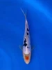17CM Japanese Imported - Doitsu Showa - Shinoda - QT7 - 10