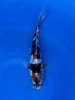 17CM Japanese Imported - Tancho Sanke - Shinoda - QT7 - 8