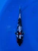 16CM Japanese Imported - Doitsu Showa - Shinoda - QT7 - 5