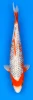 38cm Japanese Imported Ginrin Asagi - Maruhiro - PGH8 - 20