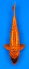 51cm Japanese Imported Red Dragon - Konishi - PGH8 - 16