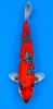 61cm Japanese Imported Goshiki - Kanno - PGH8 - 13