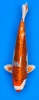 65cm Japanese Imported Kujaku - Marusei - PGH8 - 12