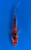 17cm Japanese Imported Koi Sanke Butterfly - Yamasan - QT3 - 43