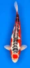 56cm Japanese Imported Shusui - Konishi - PGH8 - 6
