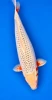 73cm Japanese Imported Asagi - Ooya - PGH8 - 5