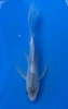 18cm Japanese Imported Koi Kikusui Butterfly - Yamasan - QT3 - 26