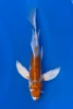 17cm Japanese Imported Koi Shusui Butterfly - Yamasan - QT3 - 25
