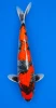57cm Japanese Imported Goshiki Showa - Koda - PGH8 - 2