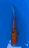 16cm Japanese Imported Koi Sanke Butterfly - Yamasan - QT3 - 24