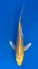16cm Japanese Imported Koi Doitsu Yamabuki Butterfly - Yamasan - QT3 - 22