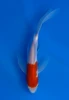 17cm Japanese Imported Koi Kohaku Butterfly - Yamasan - QT3 - 21