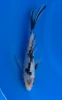 20cm Japanese Imported Koi Showa Butterfly - Yamasan - QT3 - 20