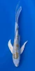 24cm Japanese Imported Koi Lemon Hariwake Butterfly - Yamasan - QT3 - 18