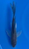 23cm Japanese Imported Koi Soragoi Butterfly - Yamasan - QT3 - 15