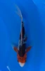 23cm Japanese Imported Koi Asagi Butterfly - Yamasan - QT3 - 10