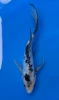 17cm Japanese Imported Koi Doitsu Showa Butterfly - Yamasan - QT3 - 4