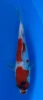21cm Japanese Imported Showa - Miyatora - QT6 - 20