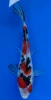 19cm Japanese Imported Showa - Miyatora - QT6 - 15