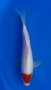 20cm Japanese Imported Tancho Kohaku - Miyatora - QT6 - 13