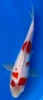 25cm Japanese Imported Kohaku - Miyatora - QT6 - 12