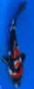 21cm Japanese Imported Showa - Miyatora - QT6 - 10