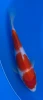 20cm Japanese Imported Kohaku - Miyatora - QT6 - 6