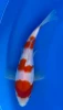 20cm Japanese Imported Kohaku - Miyatora - QT6 - 5
