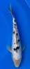 25cm Japanese Imported Ginrin Bekko - Miyatora - QT6 - 3