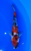 25cm Japanese Imported Showa - Miyatora - QT6 - 1