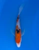 19cm Japanese Imported Koi Sanke Butterfly - Yamasan - QT3 - 41