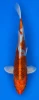 28cm Japanese Imported Kujaku - Marusei - QT4 - 3