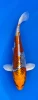 30cm Japanese Imported Kujaku - Marusei - QT4 - 10