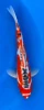30cm Japanese Imported Shusui - Marusei - QT4 - 14