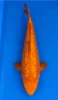 54cm Japanese Imported Yellow Monkey - Dainichi - ICF2 - 23