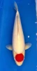 46cm Japanese Imported Tancho Kohaku - Dainichi - ICF2 - 19