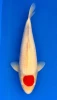 56cm Japanese Imported Tancho Kohaku - Dainichi - ICF2 - 9