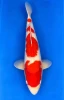 55cm Japanese Imported Kohaku - Dainichi - ICF2 - 31