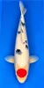 55cm Japanese Imported Tancho Sanke - Dainichi - ICF2 - 32