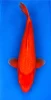 51cm Japanese Imported Benigoi - Dainichi - ICF2 - 34