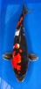 55cm Japanese Imported Koi Doitsu Showa - Shinoda - A4 - 4