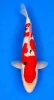 44cm Japanese Imported Koi Doitsu Sanke - Marushin - A4 - 13