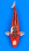70cm Japanese Imported Maruten Shusui - Marusei - A1 - 1